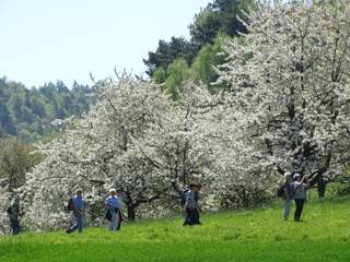 Wandernde und fotografierende Menschen vor Kirschbäumen…