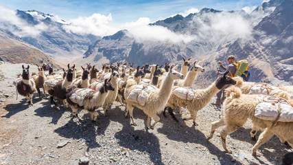 Lamas in den Bergen