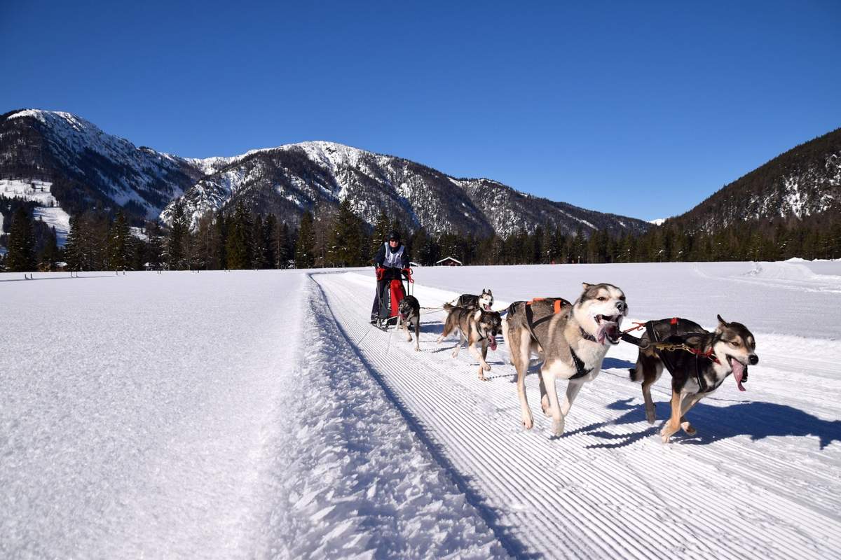 Faszination Schlittenhund im Tiroler PillerseeTal erleben
